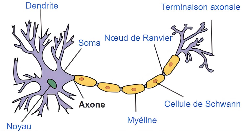 Axone 1 24