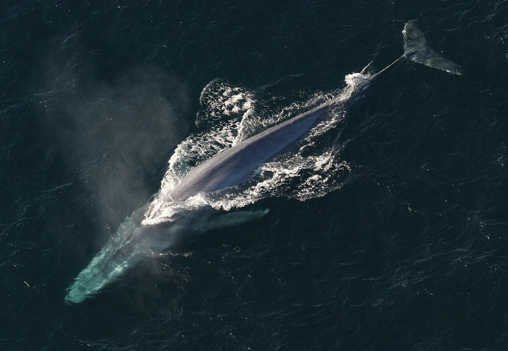 Baleine bleue 1 24