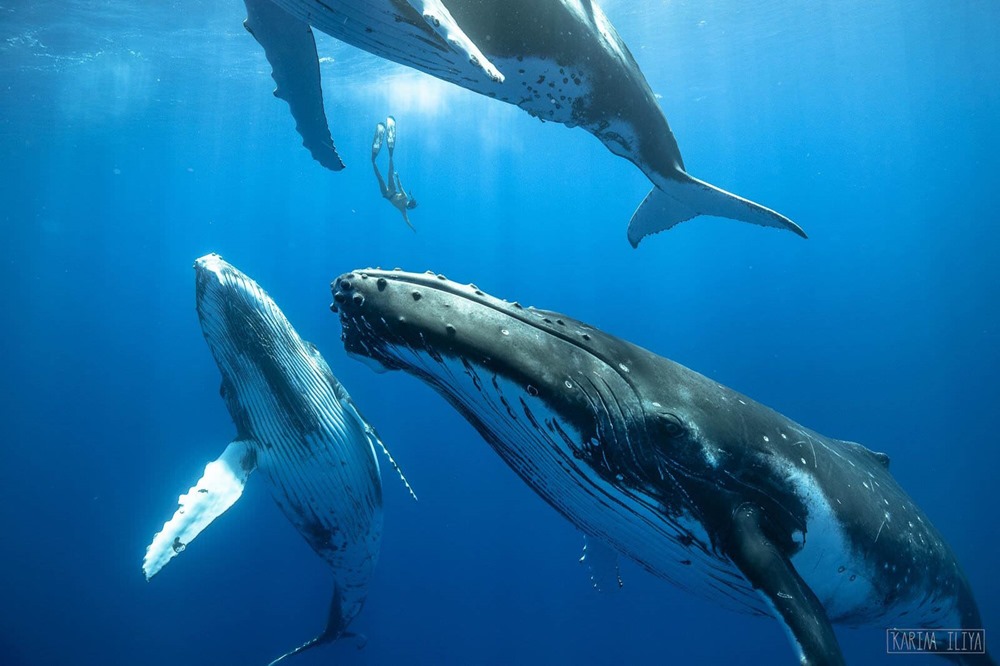 Baleine vocalisations 1 24