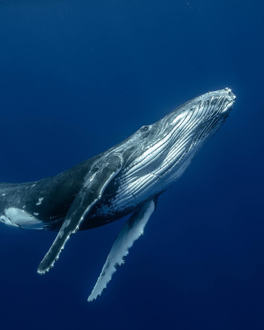 Baleine vocalisations 3 24