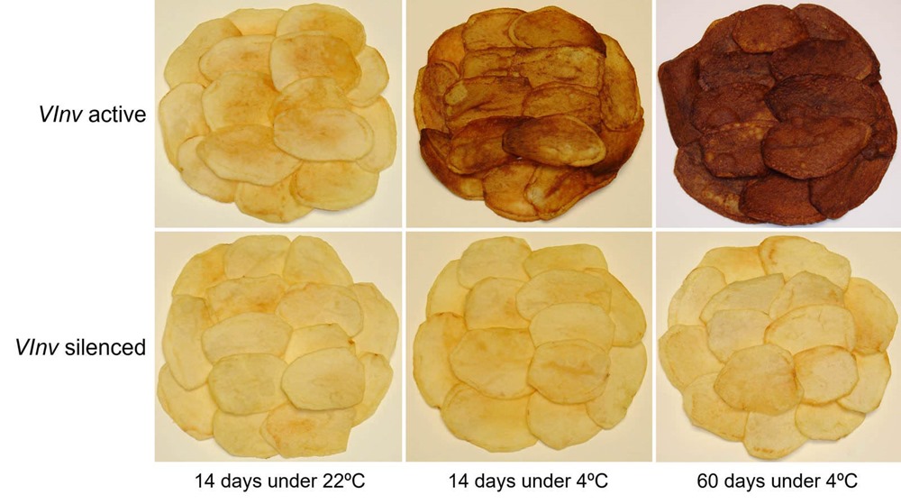 Chips pommes de terre acrylamide 1 24