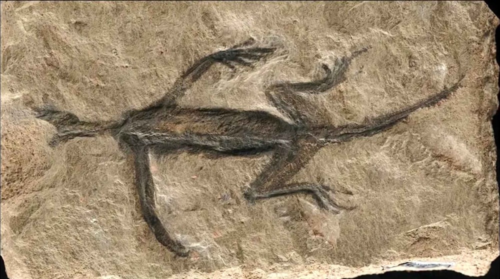 Tridentinosaurus antiquus 2 24