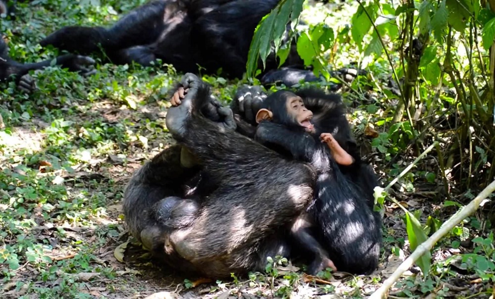 Chimpanzé jeune jeu 1 24