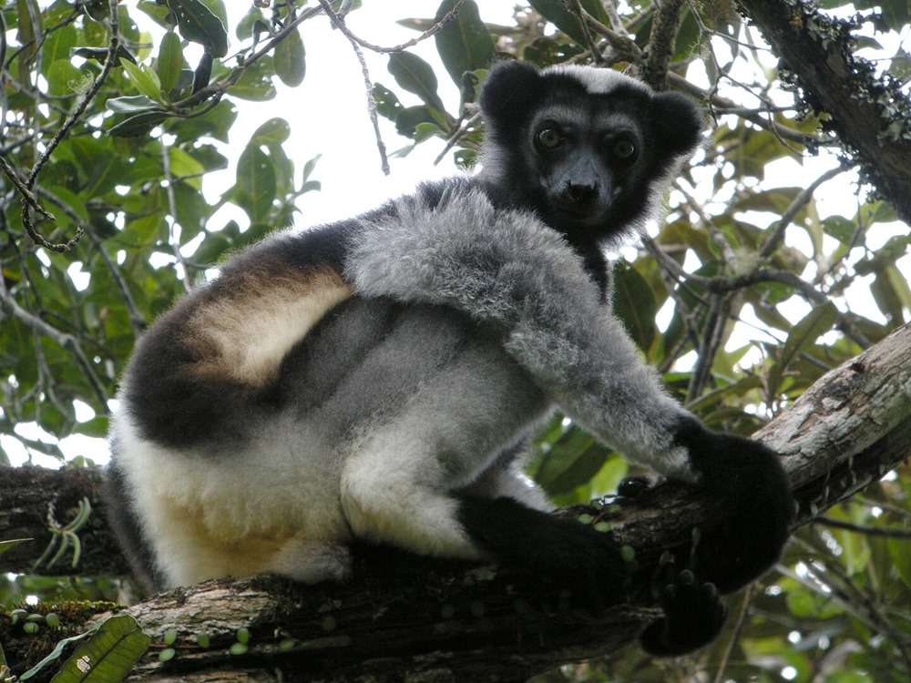 Lemurien Indri 1 24