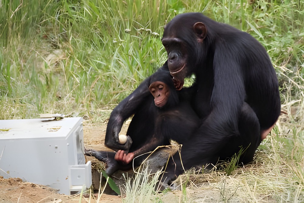 chimpanzés transmission compétence 1 24